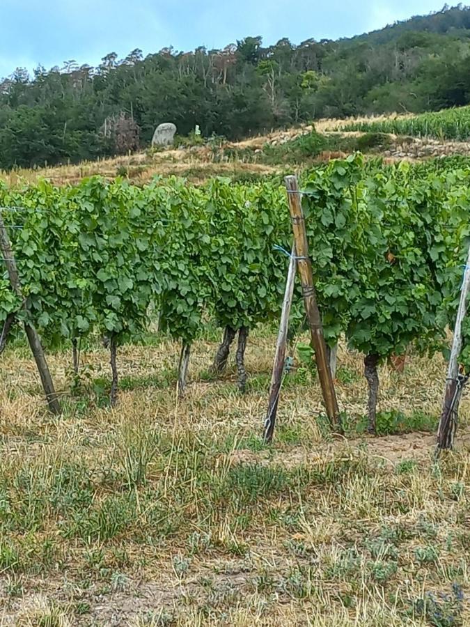 Gite Au Nid De Cigognes Βίλα Dieffenthal Εξωτερικό φωτογραφία